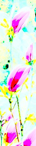 Bright Magnolia