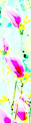 Bright Magnolia